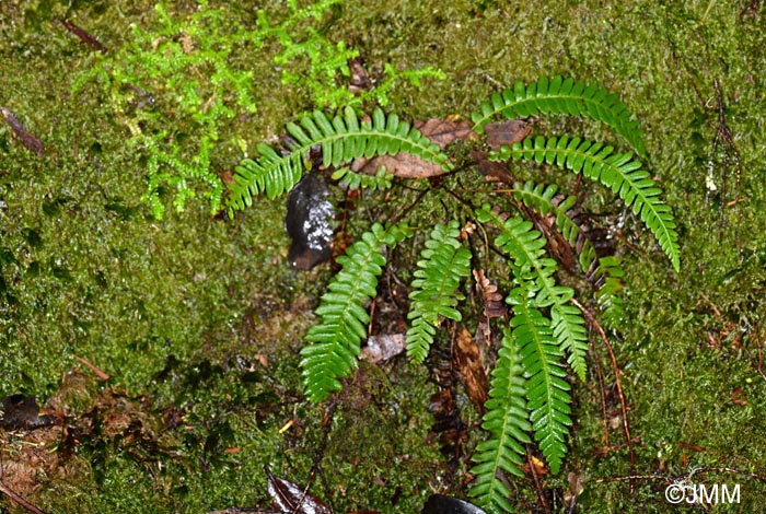 Polypodium interjectum & Selaginella denticulata