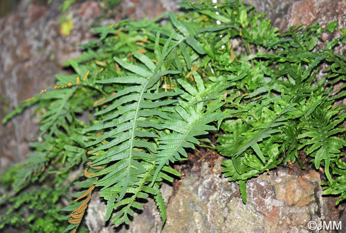 Polypodium macaronesicum