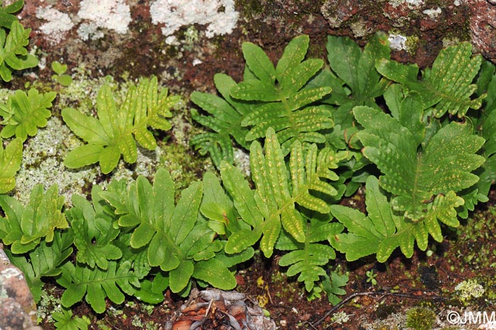 Polypodium macaronesicum