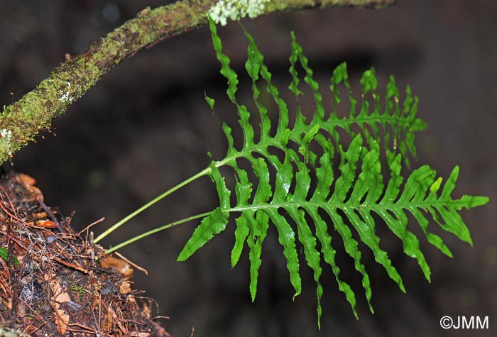 Polypodium macaronesicum