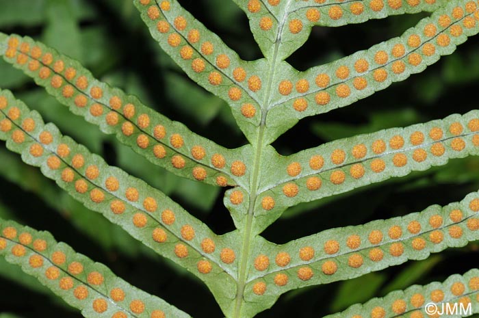 Polypodium macaronesicum