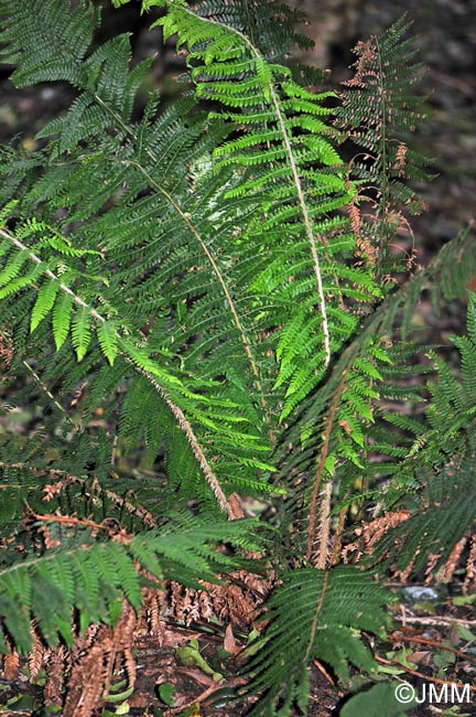 Polystichum setiferum