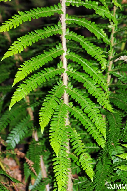 Polystichum setiferum