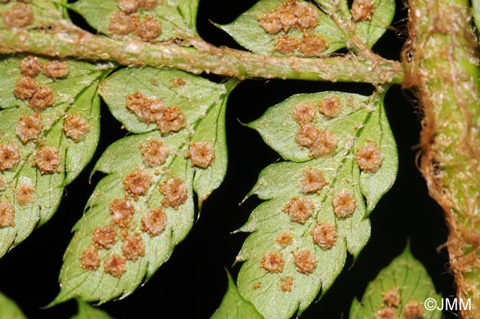 Polystichum setiferum