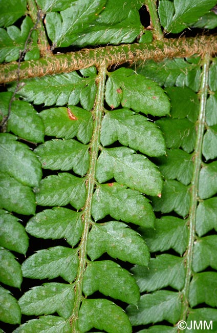 Polystichum setiferum