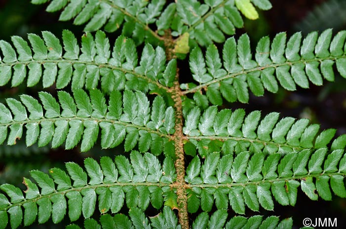 Polystichum setiferum