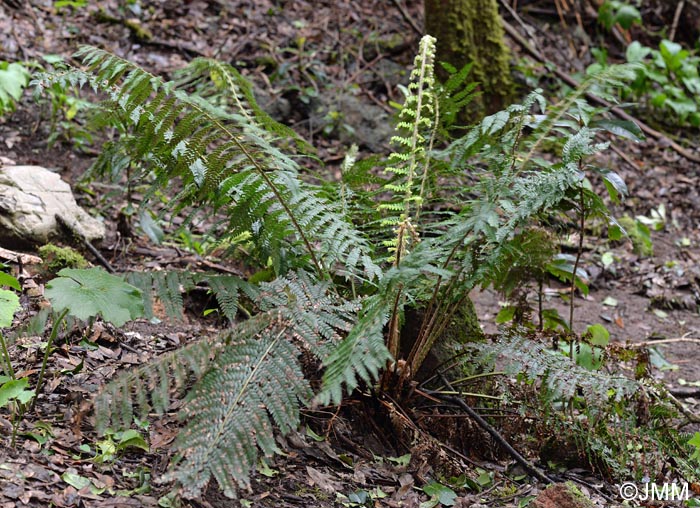 Polystichum setiferum