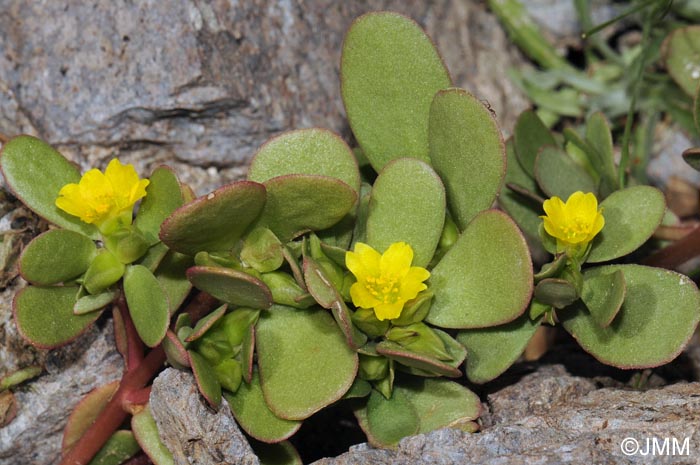 Portulaca oleracea