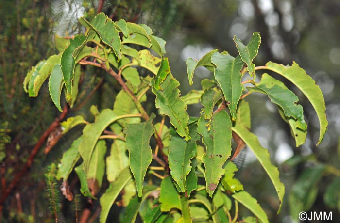 Prunus lusitanica subsp. hixa