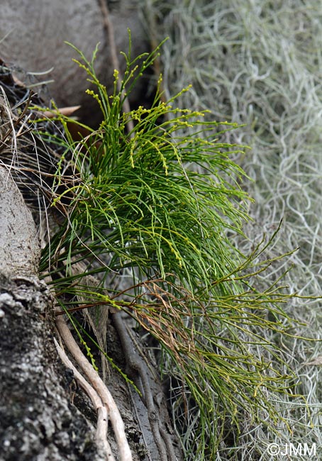 Psilotum nudum