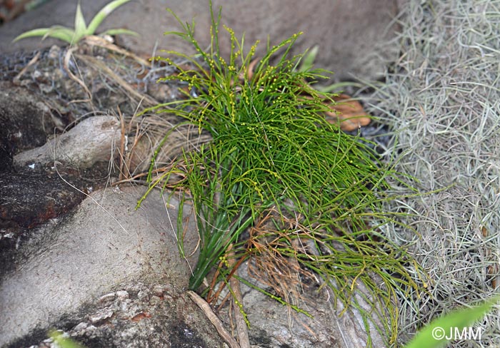 Psilotum nudum