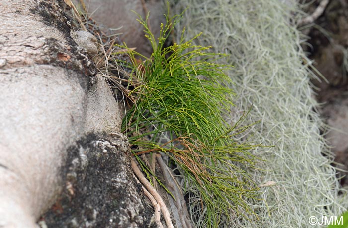 Psilotum nudum