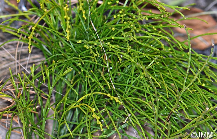 Psilotum nudum