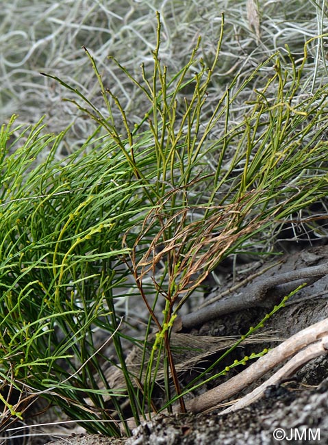 Psilotum nudum