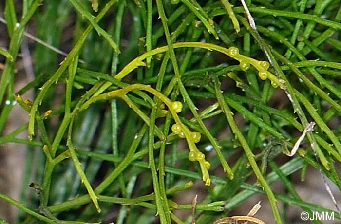 Psilotum nudum : dtail des sporanges fusionns par 3