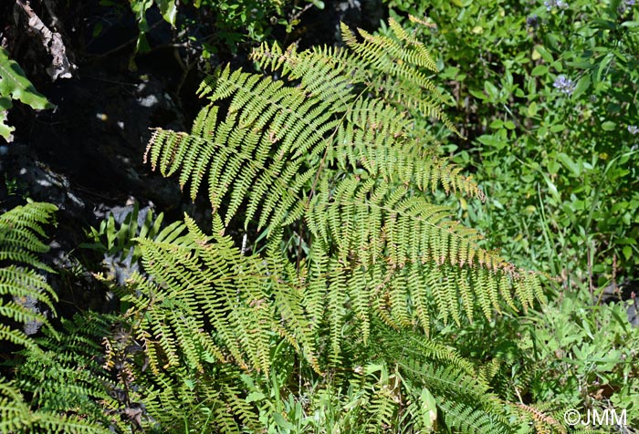 Pteridium aquilinum