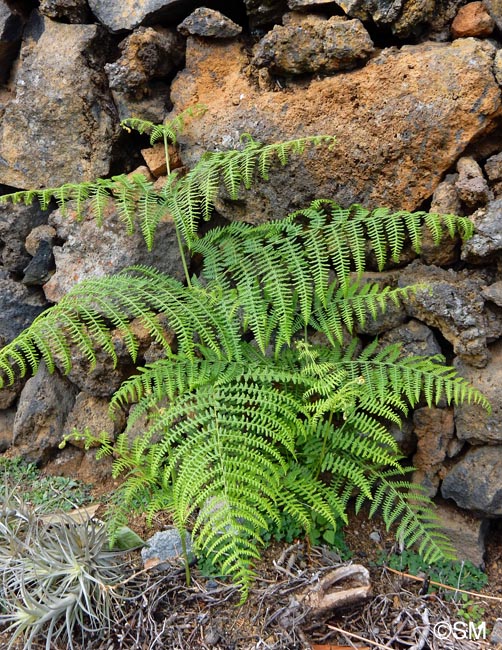 Pteridium aquilinum