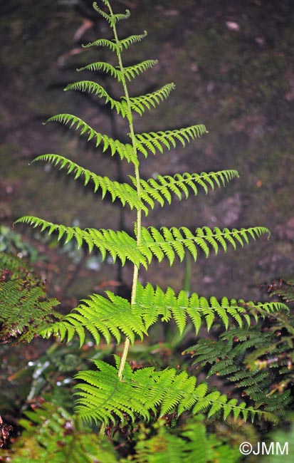 Pteridium aquilinum