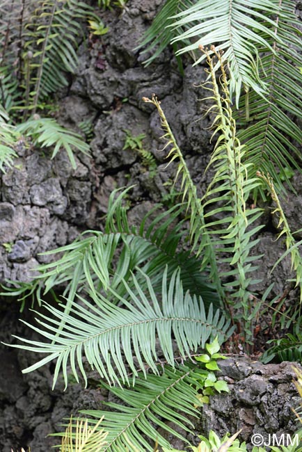 Pteris vittata