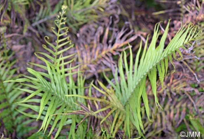 Pteris vittata