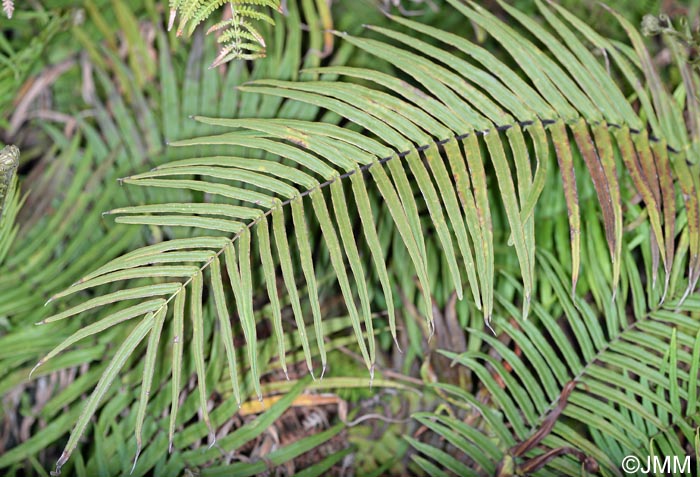 Pteris vittata