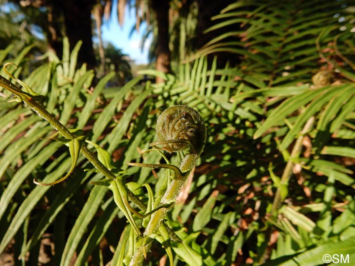 Pteris vittata