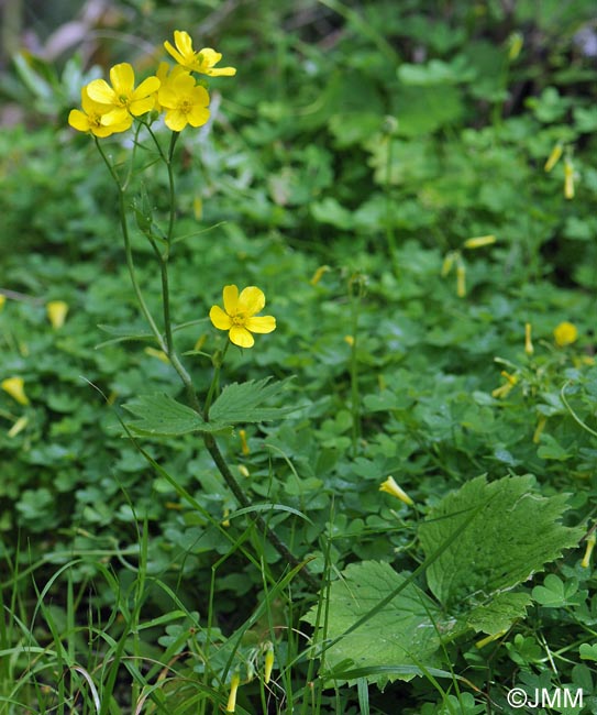 Ranunculus cortusifolius