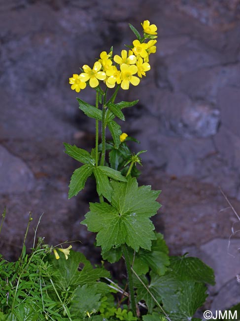 Ranunculus cortusifolius