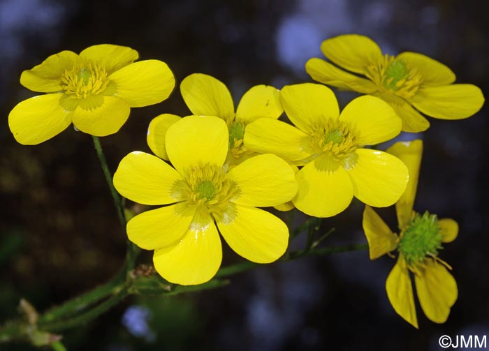 Ranunculus cortusifolius