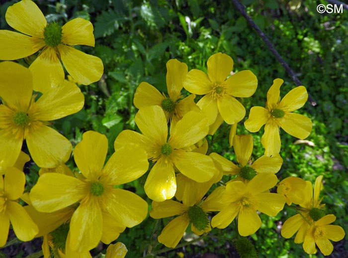 Ranunculus cortusifolius