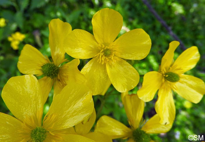 Ranunculus cortusifolius