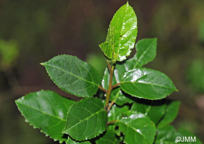 Rhamnus glandulosa