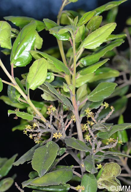 Rhamnus glandulosa