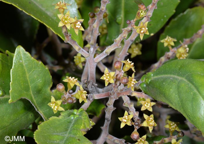 Rhamnus glandulosa