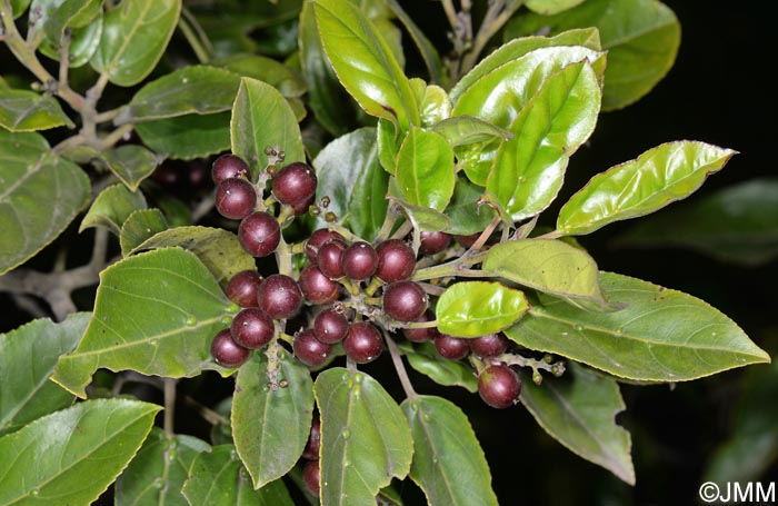 Rhamnus glandulosa