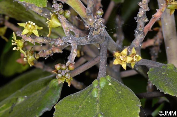 Rhamnus glandulosa