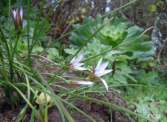 Romulea columnae