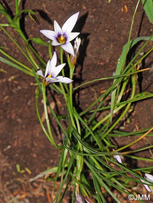 Romulea columnae