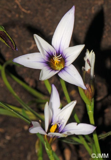 Romulea columnae