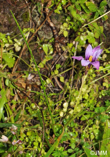 Romulea grandiscapa = Romulea columnae subsp. grandiscapa 