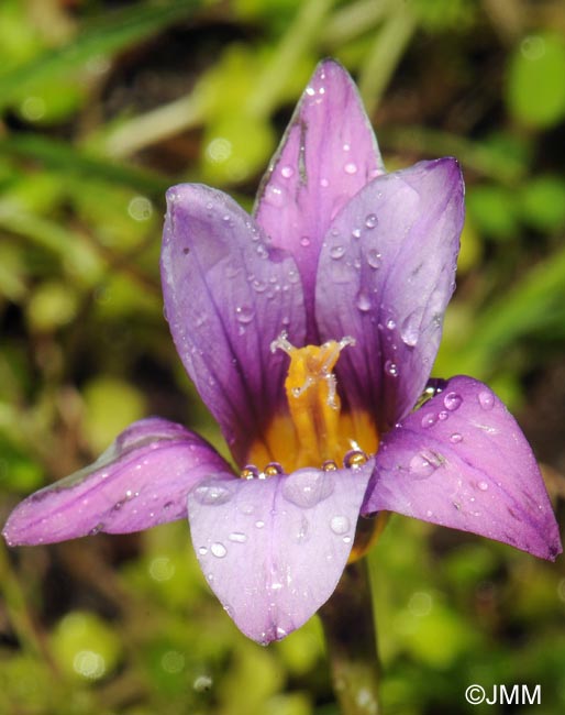 Romulea grandiscapa = Romulea columnae subsp. grandiscapa 