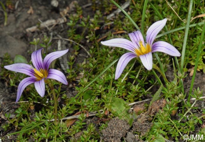 Romulea grandiscapa