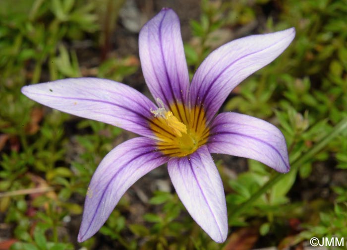 Romulea grandiscapa