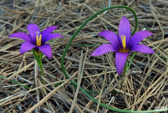 Romulea grandiscapa