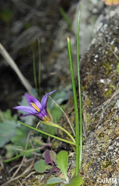 Romulea grandiscapa