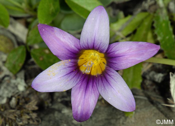 Romulea grandiscapa