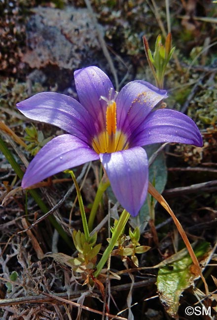 Romulea grandiscapa