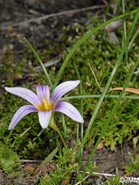 Romulea grandiscapa