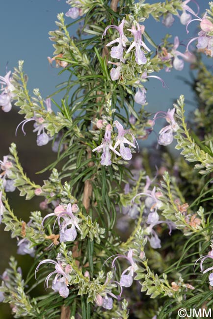 Rosmarinus officinalis