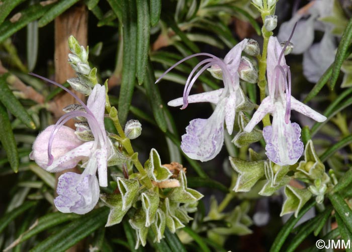 Rosmarinus officinalis